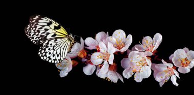 Bright tropical butterfly on sakura flowers isolated on black. Rice paper butterfly. Large tree nymph. White nymph butterfly. Close up.