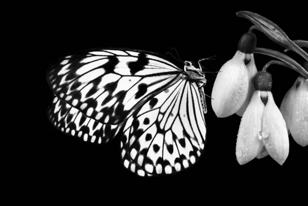 First Spring Flowers Butterfly White Snowdrop Flowers Isolated Black Black — Photo