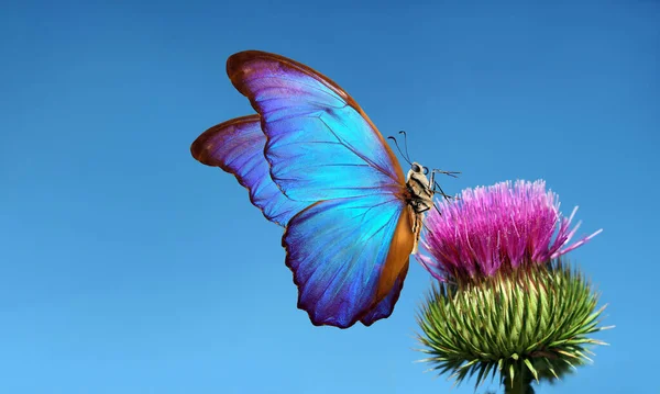 青い空の背景に紫色のアザミの花にカラフルな青い熱帯のモフ蝶 — ストック写真