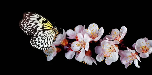 Bright Tropical Butterfly Sakura Flowers Isolated Black Rice Paper Butterfly — Foto de Stock