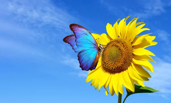 Яскраво Синій Морфо Метелик Сидить Соняшнику Тлі Блакитного Неба Метелик — стокове фото