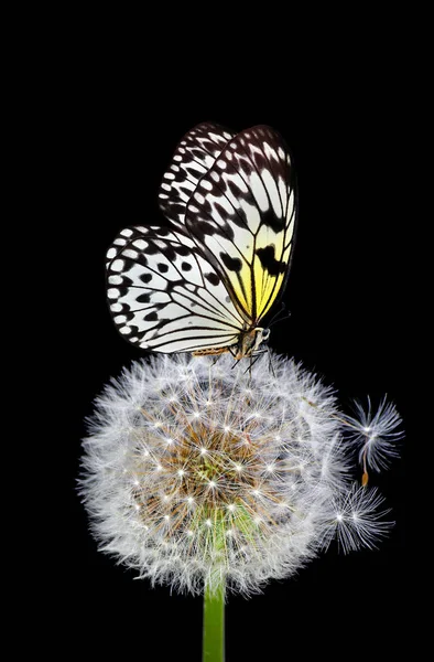 민들레씨에 나비는 고립되어 있습니다 민들레를 라이스 페이퍼 — 스톡 사진
