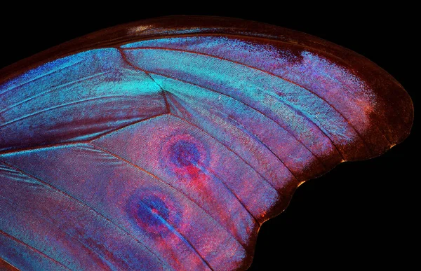 Πεταλούδα Φτερό Υφή Φόντο Λεπτομέρεια Από Φτερά Πεταλούδας Morpho — Φωτογραφία Αρχείου