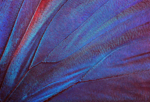 Πεταλούδα Φτερά Υφή Φόντο Λεπτομέρεια Από Φτερά Πεταλούδας Morpho — Φωτογραφία Αρχείου