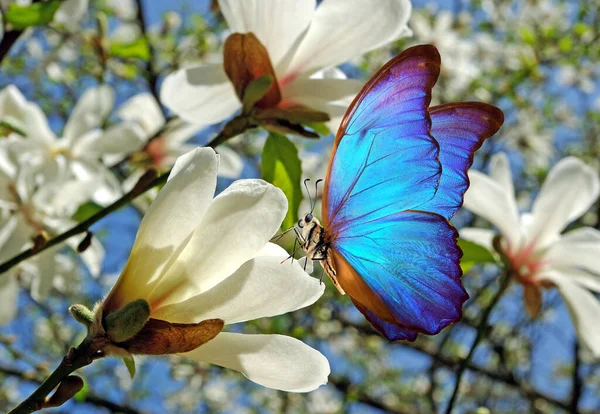 Bright Blue Topical Morpho Butterfly White Magnolia Flowers — Stock Photo, Image