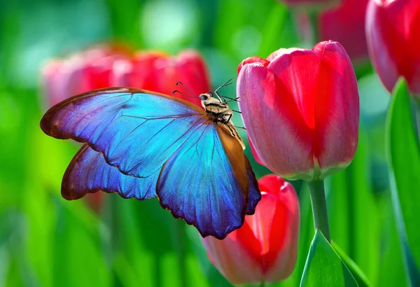 Яркая Красочная Синяя Морфо Бабочка Цветке Тюльпана Саду — стоковое фото