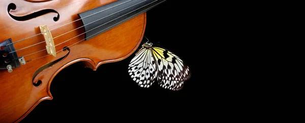 Violino Isolado Close Preto Bela Borboleta Tropical Violino Conceito Música — Fotografia de Stock