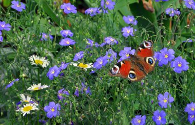 Çiçekli çayır ve parlak renkli kelebek. Flax Flowers ve tavus kuşu kelebeği. Renkli yaz arkaplanı