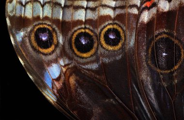 Kelebek kanadı dokusu arka planı. Morpho kelebek kanatlarının ayrıntıları.