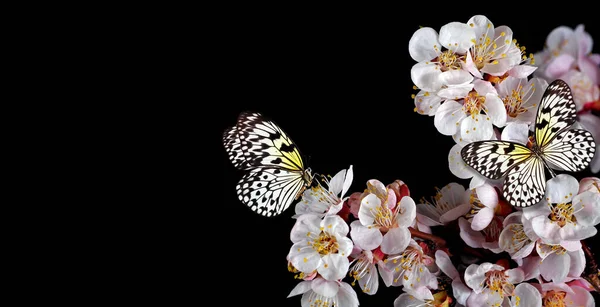 Яркие Тропические Бабочки Цветках Сакуры Изолированных Черных Рисовая Бумажная Бабочка — стоковое фото