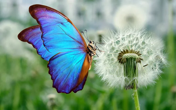 Leuchtend Blauer Tropischer Morpho Schmetterling Auf Einer Weißen Flauschigen Löwenzahnblüte — Stockfoto