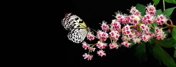 밤나무의 나비는 고립되어 라이스 페이퍼 나선형 — 스톡 사진