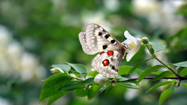 Bela Borboleta Apollo Brilhante Flores Brancas Jasmim — Fotografia de Stock