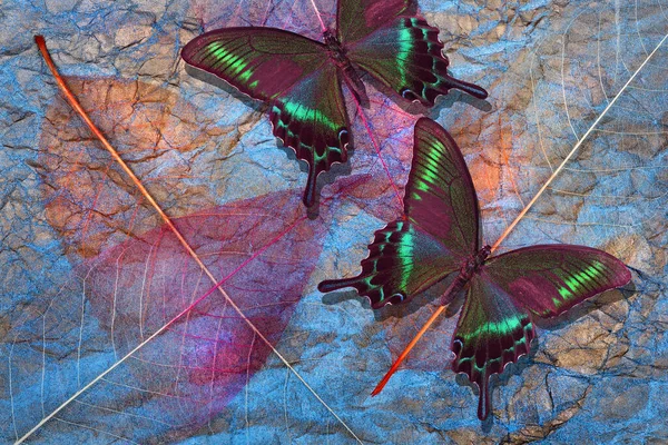 Mariposas Papilio Maackii Colores Brillantes Sobre Fondo Abstracto Hojas Esqueletizadas —  Fotos de Stock