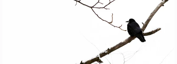 Oiseaux Hiver Corbeau Noir Sur Une Branche Sèche Hiver Espace — Photo