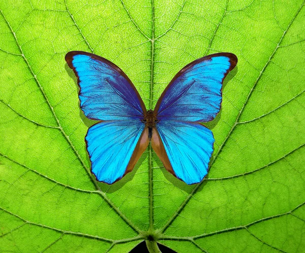Яркий Тропический Фон Красочная Синяя Тропическая Морфо Бабочка Зеленом Листе — стоковое фото