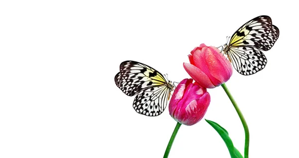Jasne Tropikalne Motyle Kwiatach Tulipanów Kroplach Wody Izolowane Białym Motyl — Zdjęcie stockowe