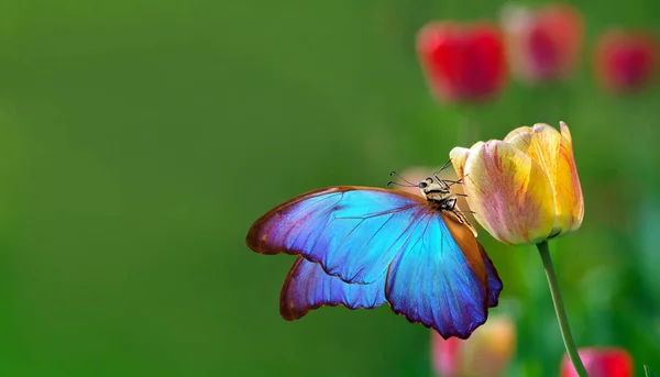 庭のチューリップの花に鮮やかな色の青いモフ蝶 — ストック写真