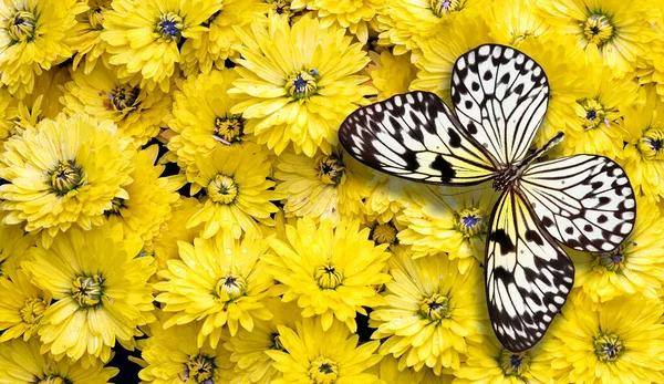 黄色菊花花上的艳丽的主题蝴蝶 我在想Leuconoe 稻纸蝴蝶 — 图库照片