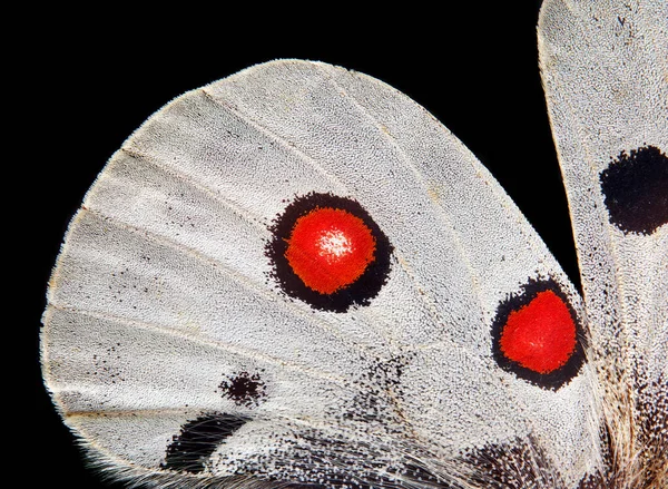 Απόλλων Πεταλούδα Φτερό Υφή Φόντο Μακροφωτογραφία Πεταλούδα Πτέρυγα — Φωτογραφία Αρχείου