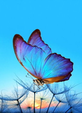    Doğal pastel arka plan. Morpho kelebeği ve karahindiba. Gün doğumunun arka planında su damlalarındaki karahindiba çiçeğinin tohumları. Boşluğu kopyala                            