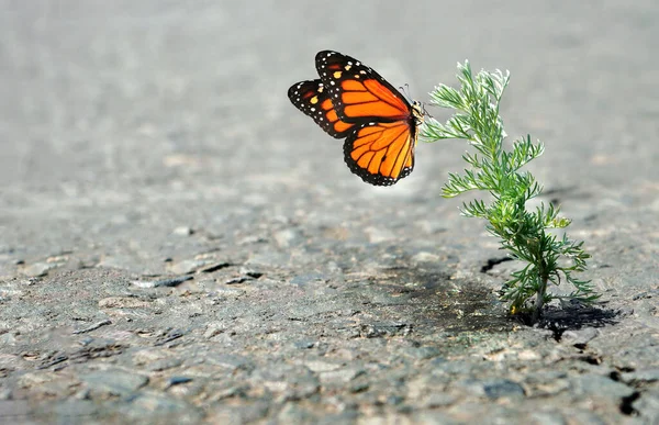 Colorida Mariposa Monarca Sobre Hierba Verde Creciendo Una Grieta Pavimento —  Fotos de Stock