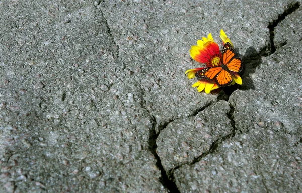 アスファルトの道路にクラック 美しい花にアスファルトや明るい君主蝶の亀裂 スペースのコピー — ストック写真