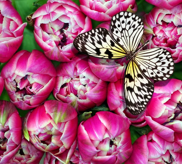 Borboleta Tropical Brilhante Flores Peônias Cor Rosa Vista Superior Borboleta — Fotografia de Stock