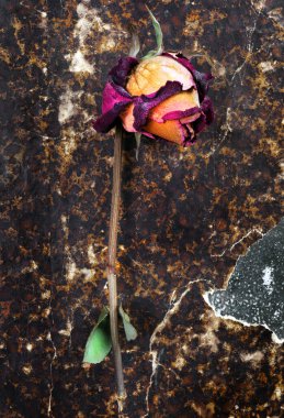 Eski bir arka planda kuru gül. en üstteki görünüm