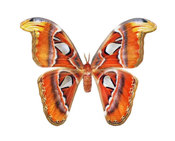 Аттакус Атлас Атлас Мотылек Красочная Тропическая Атласная Бабочка Изолированная Белом — стоковое фото