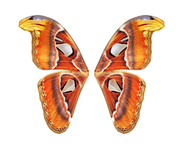 Аттакус Атлас Атлас Мотылек Красочная Тропическая Атласная Бабочка Изолированная Белом — стоковое фото