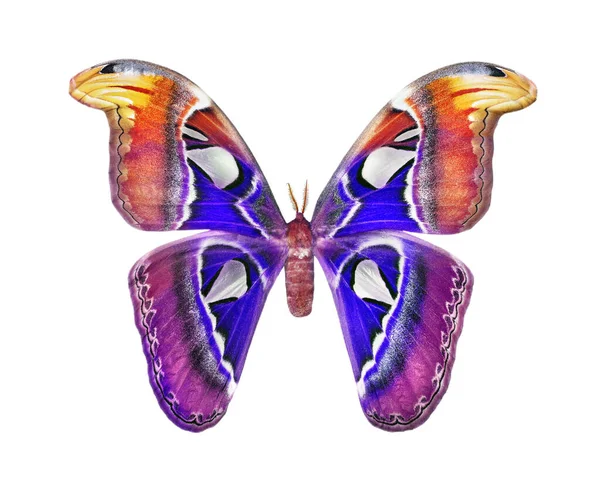 Άττακος Άτλας Άτλας Σκώρος Πολύχρωμη Πολύχρωμη Τροπική Πεταλούδα Atlas Απομονωμένη — Φωτογραφία Αρχείου