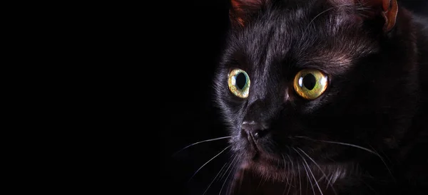 Bombay Cat Portrait Black Cat Close Look Cat Jump Selective — Stock Photo, Image