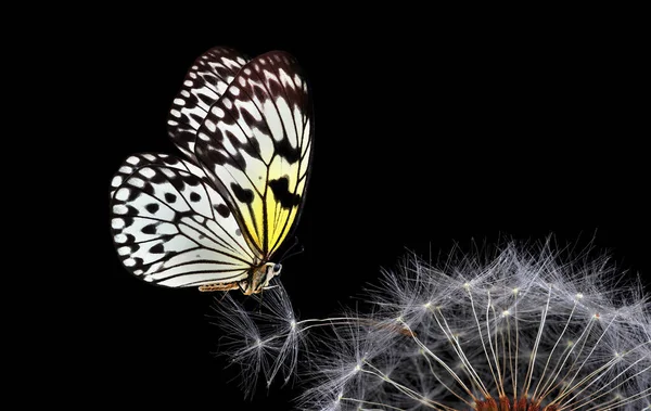 タンポポの種の明るい熱帯蝶は黒で隔離されています ふわふわのタンポポの蝶 ライスペーパー蝶 大きな木のニンフ 白いニンフ蝶 — ストック写真