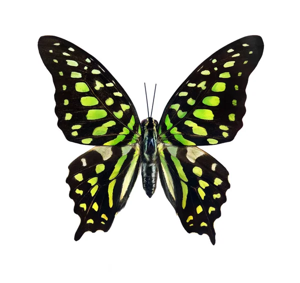 Graficzny Motyl Agamemnon Trójkąt Zielonoplamkowy Zielony Słoik Ogonie Skrzydła Jasnego — Zdjęcie stockowe