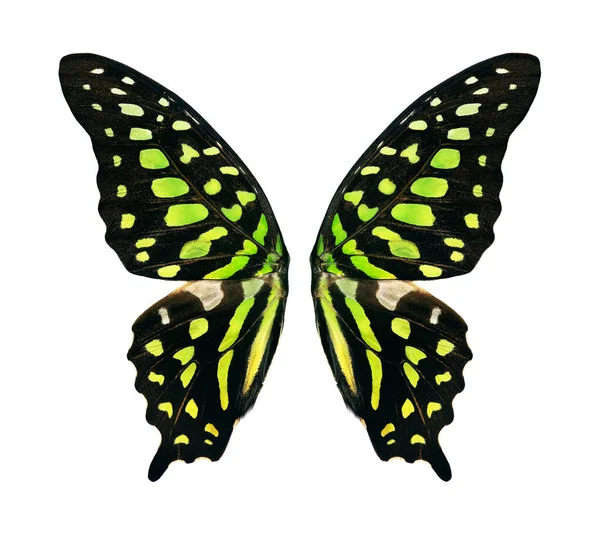 Graphium Agamemnon蝴蝶 绿色斑点三角形 用绿色的果冻做的明亮色彩艳丽的热带蝴蝶翅膀 设计上与白色隔离 — 图库照片