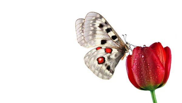 白に孤立した赤いチューリップの花に鮮やかな蝶のアポロParnassius 春の花と蝶 デザインのための花の蝶 コピースペース — ストック写真