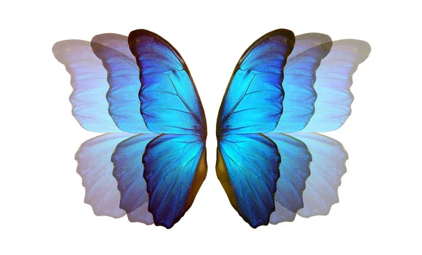 흰색의 형형색색의 나비의 파란색 날갯짓 — 스톡 사진