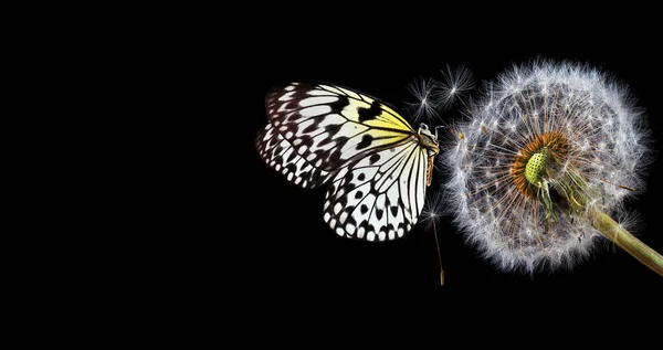 蒲公英种子上的明亮的热带蝴蝶在黑色上被分离出来 蝴蝶飞在蓬松的蒲公英上 米纸蝴蝶 巨大的树仙女白色的仙女蝴蝶复制空间 — 图库照片