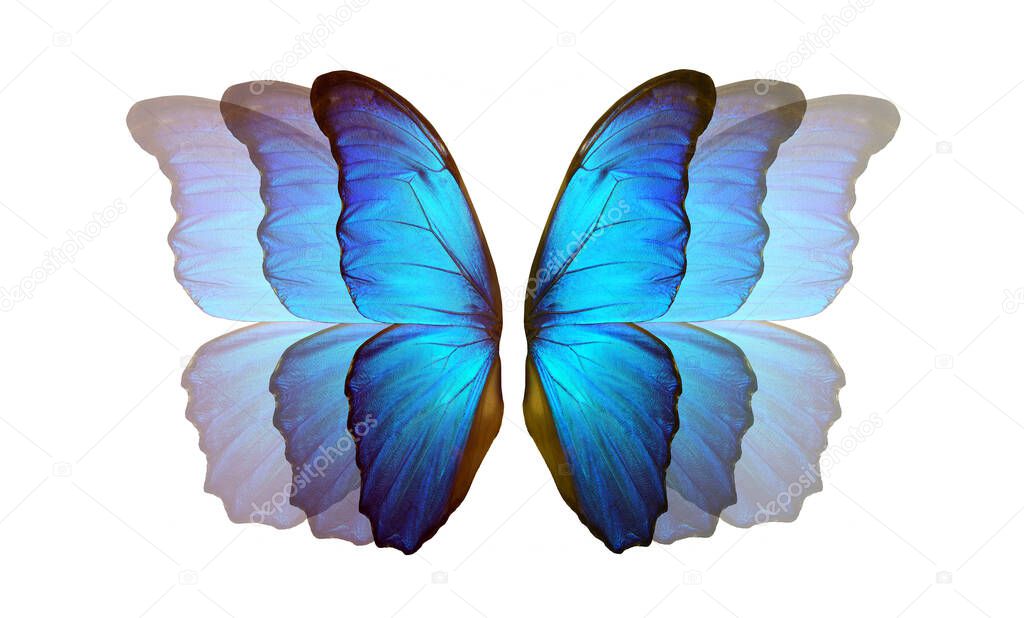 bright blue wings of a colorful tropical morpho butterfly on white. flight effect. flutter of wings