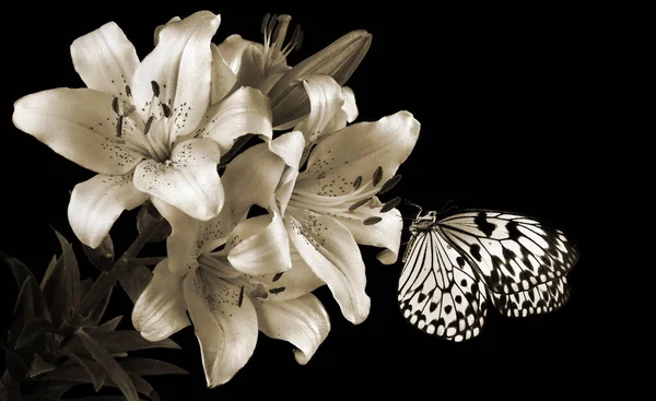 Φωτεινή Πεταλούδα Στα Λουλούδια Τοπική Πεταλούδα Κρίνο Λουλούδια Μαύρο Και — Φωτογραφία Αρχείου