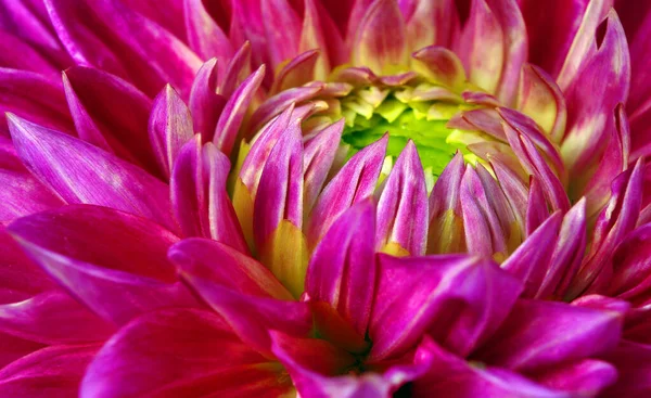 Фіолетова Квітка Далії Крупним Планом — стокове фото
