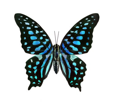 Graphium agamemnon kelebeği. Beyaz üzerinde izole edilmiş tasarım için parlak renkli tropikal kelebek.