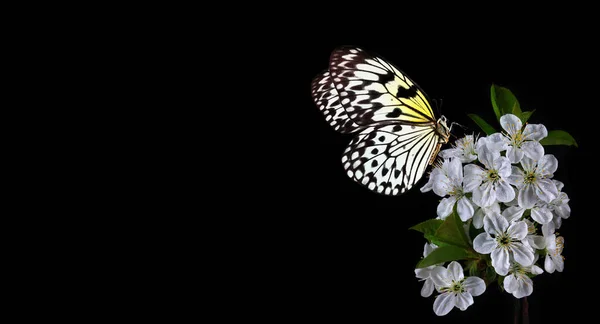 Brillante Mariposa Tropical Flores Sakura Aisladas Negro Mariposa Papel Arroz — Foto de Stock