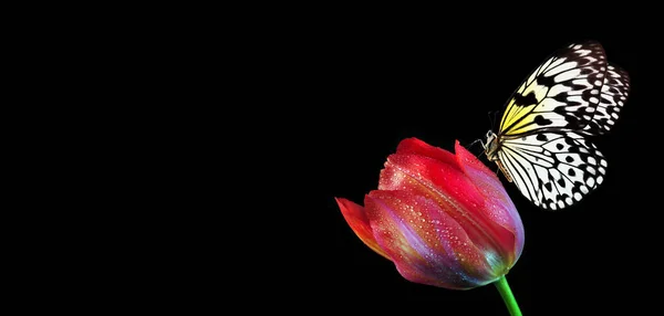 Brillante Mariposa Tropical Flor Tulipán Rojo Gotas Agua Aisladas Negro —  Fotos de Stock