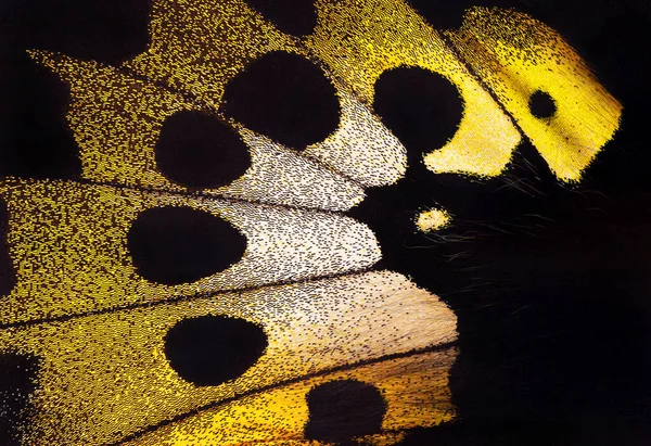 Birdwing Butterfly Macro Photography Tropical Butterfly Wing Wing Detail Rothschild — Stock Photo, Image