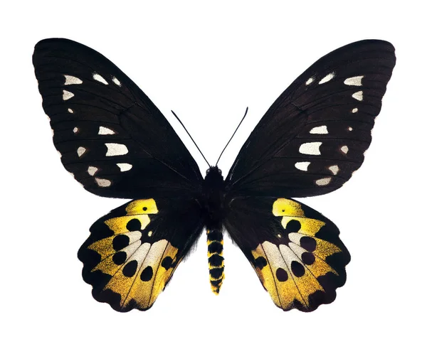 Крупная Цветная Бабочка Изолированная Белом Птичье Крыло Ротшильда Ornithoptera Rothschildi — стоковое фото