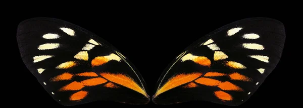 Wings Bright Tropical Butterfly Isolated Black Papilio Pterourus Zagreus — Stock Photo, Image