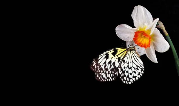 수선화에 나비는 고립되어 다이얼이랑 라이스 페이퍼 나선형 — 스톡 사진