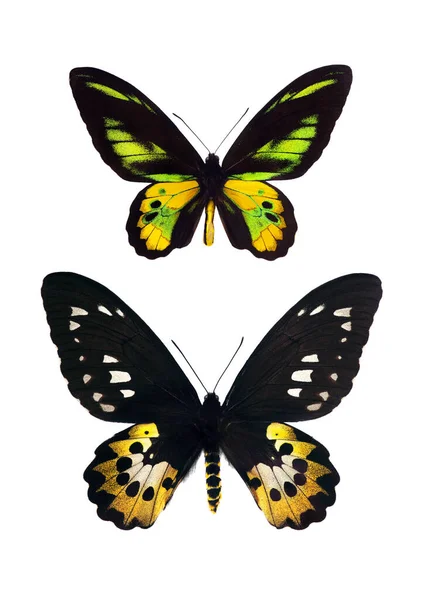 白色的热带大蝴蝶 罗斯柴尔德鸟 Ornithoptera Rothschildi 男性和女性 — 图库照片